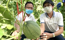 Clip: Hội Nông dân làm nhà màng trồng dưa sạch thị phạm cho nông dân