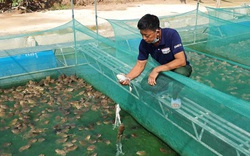 Thanh Hóa: Nuôi con nhảy rào rào khi được tung thức ăn, người xa kẻ gần đều muốn kéo đến xem