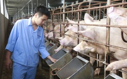 Giá lợn hơi giảm sâu, nông hộ lỗ nặng, doanh nghiệp nói vẫn ổn