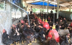 Bình Định: Giá gà thịt bất ngờ tăng lên 70.000 đồng/kg, nông dân bỗng “không vui” vì điều này