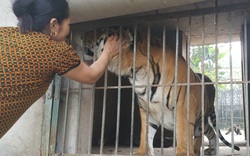 Cục Kiểm lâm chỉ đạo xử lý tình trạng nuôi hổ trái phép ở Nghệ An