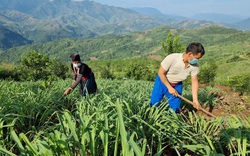 Tà Tổng không còn mùa Anh túc