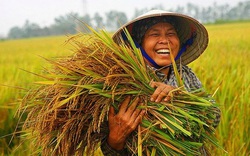 Đắk Lắk: HTX lúa Ea Súp đảm bảo đầu ra cho người nông dân