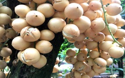 Cần Thơ: 100 tấn dâu Hạ Châu không bán được trái nào, mang tiếng đặc sản mà nay để chín nứt bung nứt bét