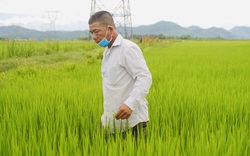 Quảng Bình: Vợ chồng ông Bốn Tám thuê đất hoang cấy lúa kiểu khác người, thu tiền tỷ mỗi năm 