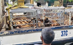 Khởi tố vụ án, khởi tố bị can, bắt tạm giam đối tượng nuôi nhốt hổ trái phép ở Nghệ An