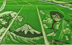 Kỳ lạ bức tranh khổng lồ, tạo thành từ 9 loại lúa và trồng trên diện tích 2,8 hecta 