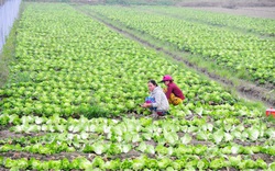 Hậu Giang: Nông nghiệp sinh thái vừa giúp bảo tồn thiên nhiên, vừa giúp gia tăng hiệu quả kinh tế