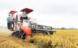 5 đề xuất doanh nghiệp ngành lúa gạo kiến nghị khẩn tổ công tác đặc biệt  