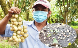 Cần Thơ: Dâu Hạ Châu lúc lỉu trên cành, bán chẳng ai mua, người dân để chín rụng đầy vườn