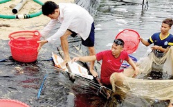 TT-Huế: Nuôi tôm được mùa, có hộ đạt năng suất 20 tấn/ha, nuôi 4ha lãi ròng 2 tỷ/vụ