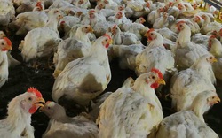 Giá gia cầm hôm nay 13/8: Giá gà công nghiệp có xu hướng giảm, gà ta bán tại chợ giá cao