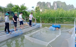 Lạng Sơn: Nuôi cá nheo Mỹ, kỹ thuật đơn giản mà lợi nhuận gấp 3-4 lần