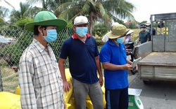 Long An: Nông dân ngóng thương lái đến thu mua lúa hè thu