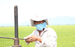 Ninh Thuận: 240ha lúa làm đòng đang khát, dân lại ở khu phong tỏa, ông Quảng Đại Cấm ra tay 