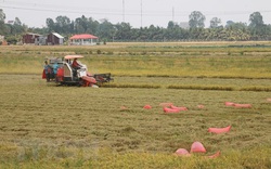 Đề xuất Chính phủ yêu cầu ngân hàng cho doanh nghiệp vay vốn thu mua lúa gạo