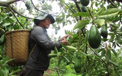Loại quả gì được dự báo sẽ xuất khẩu nhiều nhất, ở Việt Nam loại quả đó trồng ở đâu?