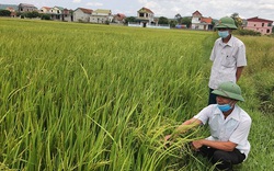 Quảng Bình: "Lúa 2 tầng" là lúa gì, vì sao lúa này xuất hiện trên đồng nông dân ở đây lại lo sốt vó?