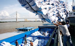Đơn hàng nhiều nhưng doanh nghiệp xuất khẩu gạo vẫn “chật vật”, làm gì để gỡ khó?