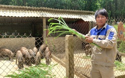 Quảng Bình: Bỏ Sài Gòn về núi, trai làng hé lộ bí quyết nuôi lợn rừng, nuôi bò miễn nhiễm với dịch tả, viêm da
