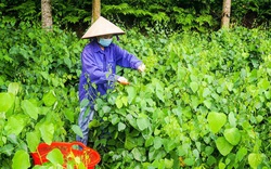 Thái Nguyên: Trồng thứ rau dại vốn mọc hoang trong rừng, mưa xuống hái bán mỏi tay, nông dân ở đây khá giả