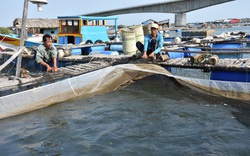 “Ôm” 400 tấn cá quá lứa vì thiếu... hóa đơn bán lẻ