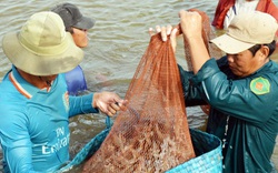 Mỹ tăng mua loại thủy sản này của Việt Nam, giảm nhập khẩu từ Trung Quốc