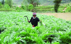 Người Dao ở Nặm Đăm làm du lịch, trồng cây dược liệu thu tiền tỷ