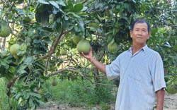 Phú Yên: Trồng vườn cây ăn trái đặc sản bán cho siêu thị lớn, ông nông dân này khá giả hẳn lên