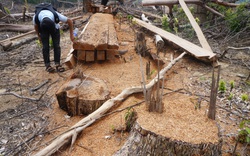 Quảng Nam: 9X phá rừng bị phạt 70 triệu đồng