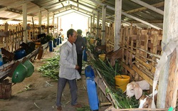 Nuôi dê chỉ cho ăn cỏ, uống nước lã, ông nông dân từ người làm thuê thành ông chủ triệu phú