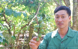 Gia Lai: "Cây xóa nghèo" thực ra là cây gì mà anh nông dân trồng thập cẩm thu hơn 400 triệu/ha