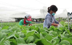 Thanh niên giúp nông dân vùng phong tỏa “giải phóng” rau củ