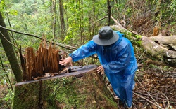 Lâm Đồng: Hiện trường vụ “tàn sát” rừng dổi tự nhiên ở khu vực giáp ranh của 3 huyện