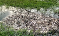 TT-Huế: Cá ở sông suối cạnh Khu Công nghiệp Phong Điền chết hàng loạt