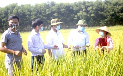 Những nông dân “bám đất, bám ruộng” làm giàu trong dịch Covid-19 ở tỉnh Thanh Hoá