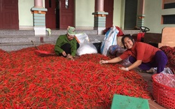 Thừa Thiên-Huế: Hỗ trợ nông dân tiêu thụ cả trăm tấn nông sản trong dịch Covid-19