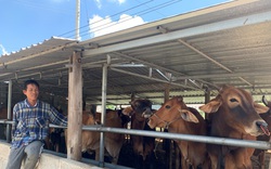 Bình Thuận: Anh nông dân nuôi bò lai 3B đẹp như tranh vẽ nhờ vay vốn từ Quỹ Hỗ trợ nông dân
