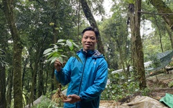 Quảng Nam: Một doanh nghiệp được Sở NNPTNT tỉnh trình hồ sơ thuê môi trường rừng để trồng Sâm Ngọc Linh
