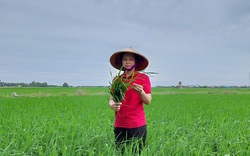 Nông dân Việt Nam xuất sắc 2021: Bằng cách nào chị nông dân Hải Phòng có 100ha đất cấy lúa, trồng rau?