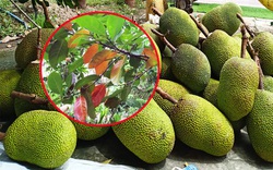 Giá mít Thái hôm nay 20/8: Mít tăng khủng khiếp, lên 51.000 đồng/kg, nhà vườn chỉ cách khắc phục mít Thái bị đỏ lá