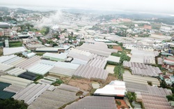 Lâm Đồng: 220ha nhà kính, nhà lưới xây dựng trên đất quy hoạch lâm nghiệp sẽ bị xử lý như thế nào?