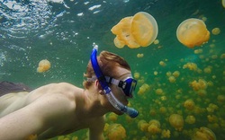 Bí ẩn hồ nước chứa hàng triệu con sứa mà khách du lịch vẫn bơi lội tung tăng