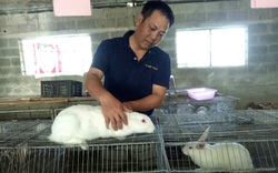 Quảng Bình: Bỏ Sài Gòn về quê nuôi con tai dài, mắt đỏ, chỉ ăn tốn cỏ, nấu món giả cầy thơm nức mũi