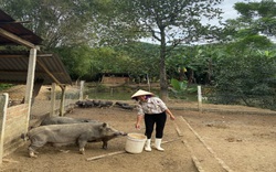 Quảng Nam: Mạnh dạn vay vốn nuôi lợn, có lúc trắng tay vì dịch tả lợn Châu Phi, nữ nông dân vượt khó ngoạn mục