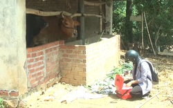 "Bệnh lạ" tiếp tục hoành hành đàn gia súc ở Đắk Lắk
