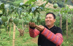 Bước tiến mới trong sản xuất nông nghiệp ở huyện vùng cao Vân Hồ