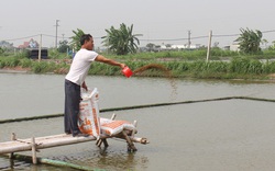 Nam Định: Người nuôi cá đặc sản lao đao vì Covid-19, chuyên gia khuyên làm điều này để thoát hiểm