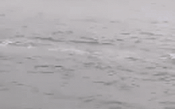 Clip nóng: Cá heo màu hồng cực lạ tung tăng bơi lội tại Đồ Sơn gây sốt MXH
