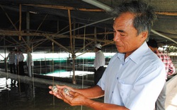 Ninh Thuận: Nuôi ốc hương trong bể xi măng, thò tay xuống là bắt được cá đống, cứ bán mỗi kg lãi 100.000 đồng